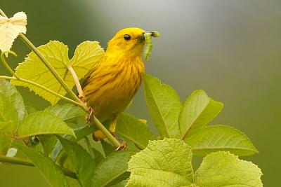 Yellow Warbler and Caterpillar