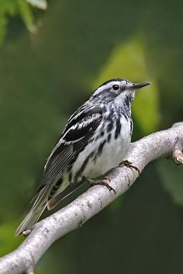 Black-and-White Warbler