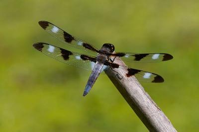 Dragonfly (12-Spotted Skimmer)