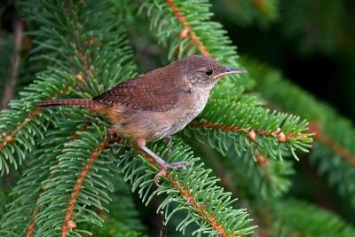 House Wren