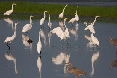 Egrets Dancing