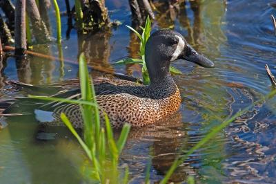 Blue-winged Teal