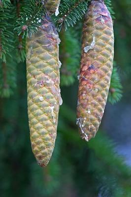 Pine Cones and Sap