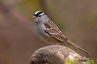 White-crowned Sparrow