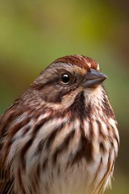 Song Sparrow Portrait