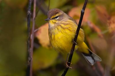 Palm Warbler