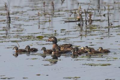 Wood Duck Female and Young