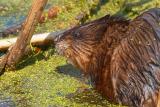 Muskrat