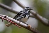 Black-and-White Warbler