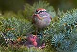 Chipping Sparrow Feeding Young