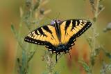 Tiger Swallowtail Butterfly