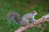 Gray Squirrel