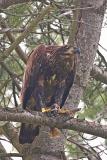 Bald Eagle Immature