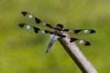 Dragonfly (12-Spotted Skimmer)