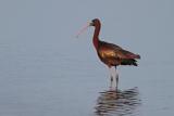 Glossy Ibis