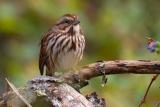 Song Sparrow