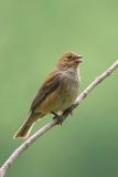 Indigo Bunting Female