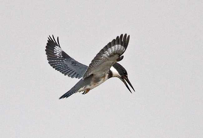 Hovering Kingfisher