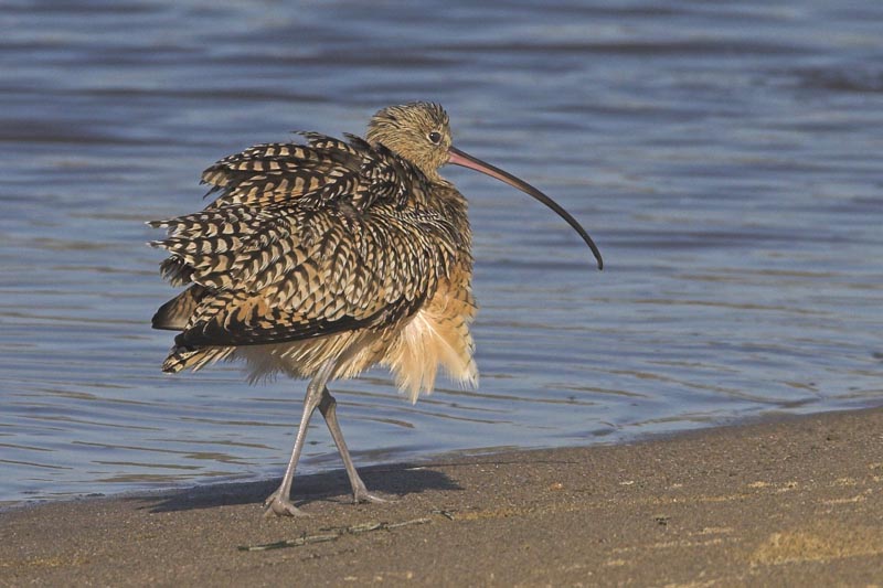 Long-billed Curlew drying out