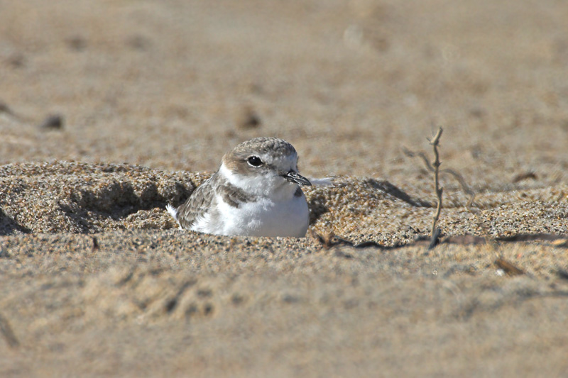 Snowy Plover in hollow