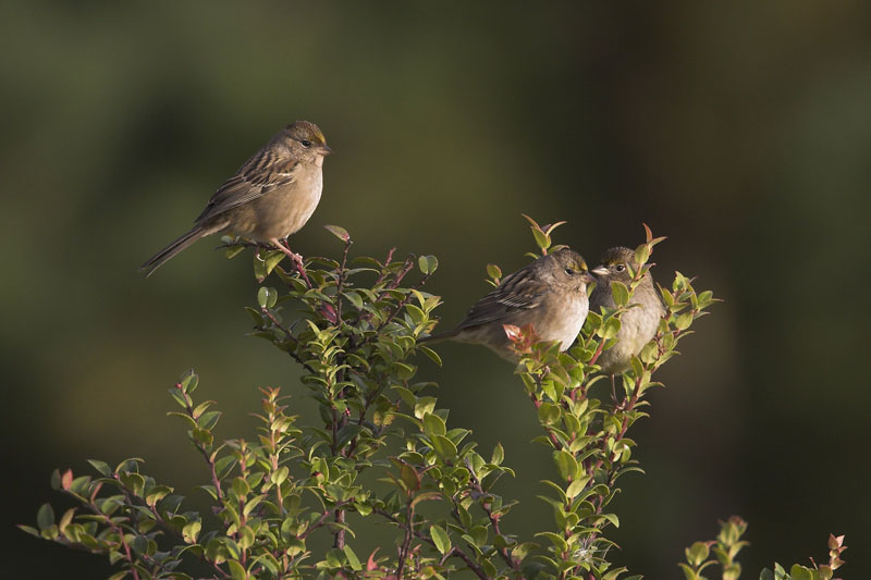 Golden-crowned Sparrow trio