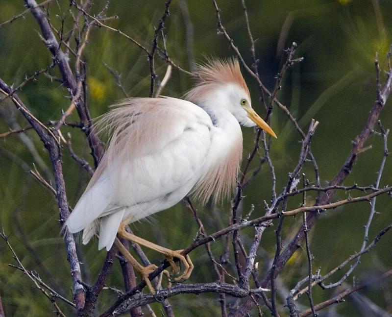 Cattle Egret
