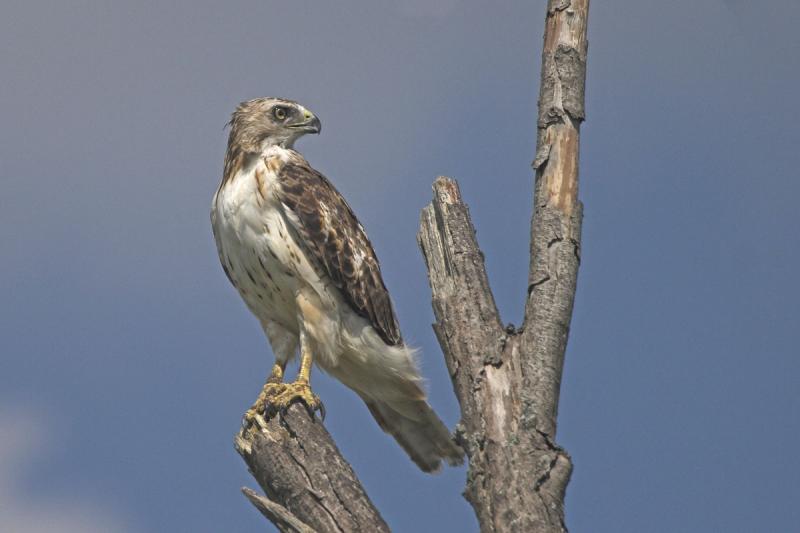 WWS Hawk