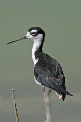 Black-necked Stilt