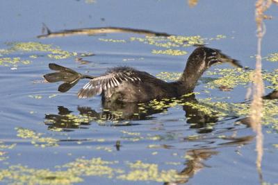 Pied-billed Grebe Chick