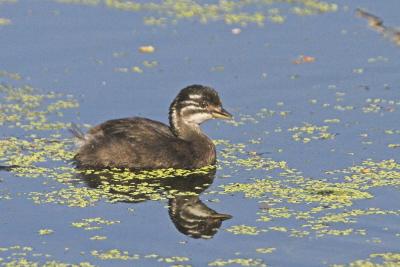 Pied-billed Grebe Chick