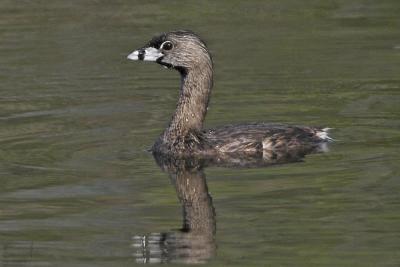 Pied-billed Grebe