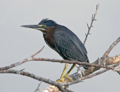 Green Heron