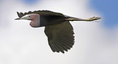 Little Blue Heron