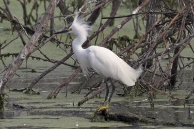 Snowy Egret