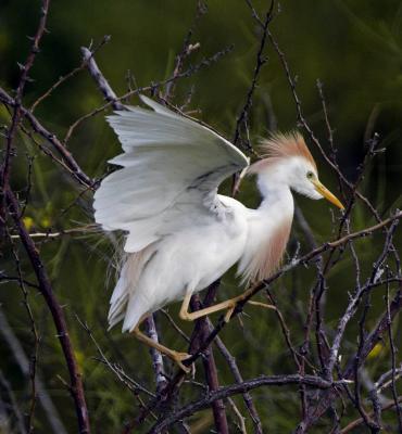 Cattle Egret