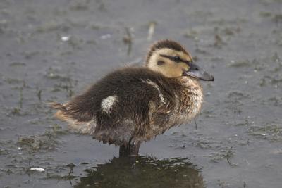 Mallard chick