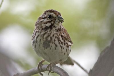 Song Sparrow w/ grub
