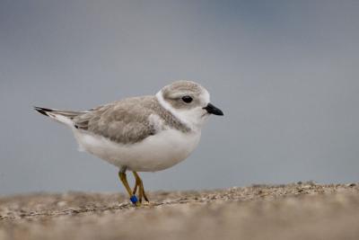 Piping Plover (juvenile)