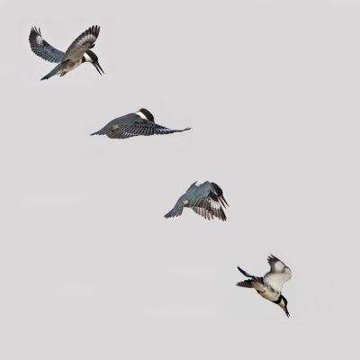 Belted Kingfisher montage