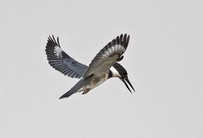 Hovering Kingfisher