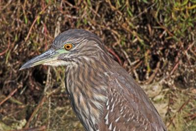 Black-Crowned Night Heron, immature