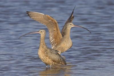 Long-billed Curlews at the bath