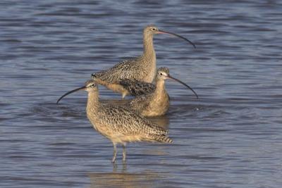 Three Long-billed Curlews