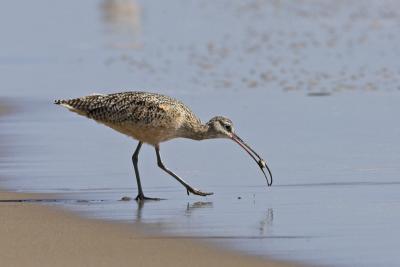 Long-billed Curlew foraging