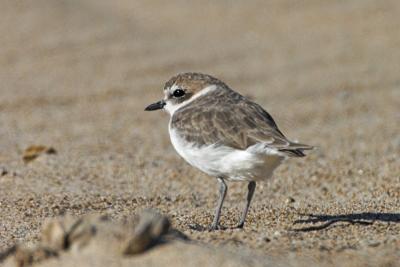 Snowy Plover