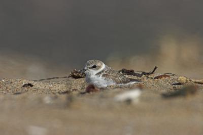 Snowy Plover in another hollow