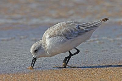 Western Sandpiper in action