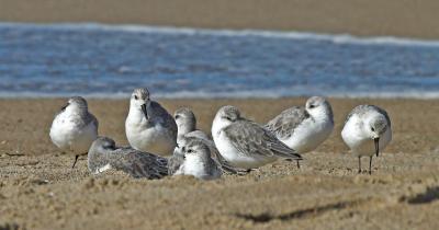 Western Sandpiper clatch