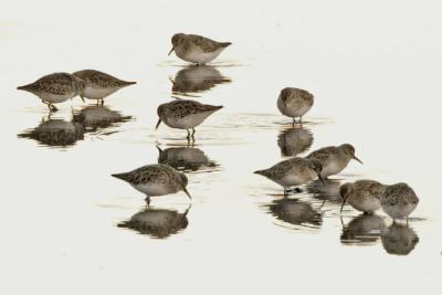 Sandpipers w reflections