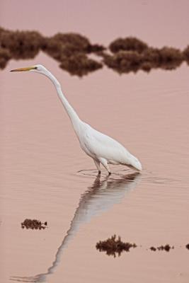Great Egret w reflection, dusk